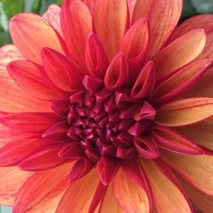 Meet your Posher, Kirsten